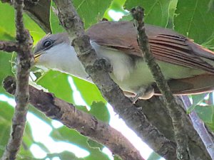 Yellow-billed Cuckoo