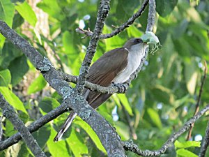 Yellow-billed Cuckoo