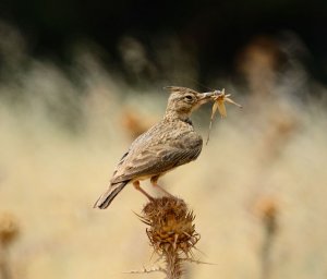 Crested Lark