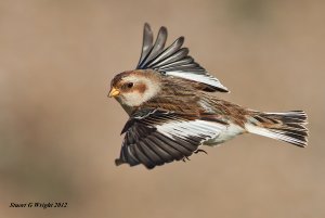 Snow Bunting