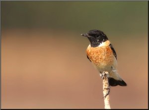 Stonchat