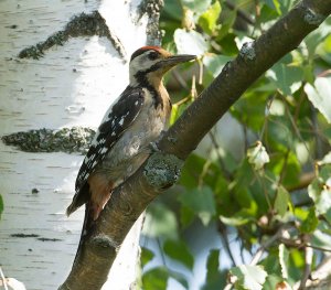 Syrian Woodpecker