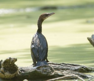 Pygmy Cormorant