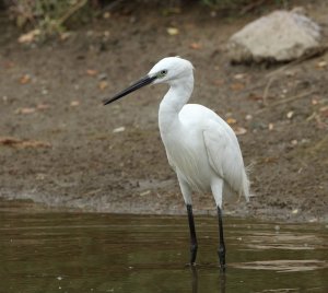 Little Egret