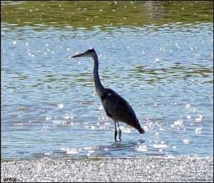 grey heron