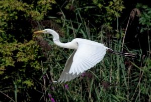 Egret passing.