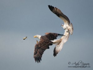 Eagle vs. Osprey fight