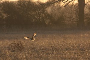 Hunting at dusk