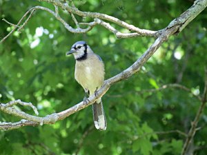 Blue Jay