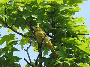 Orchard Oriole