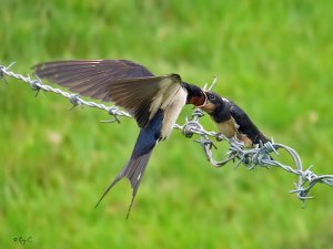 Feeding time with SX40