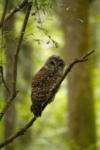 Barred Owl