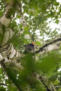 Pileated Woodpecker