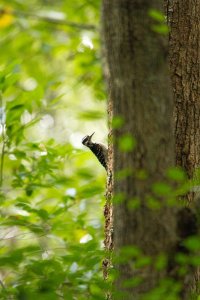 Downy Woodpecker-Female