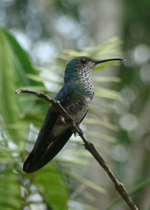 White-necked Jacobin