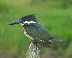 Amazon Kingfisher, male