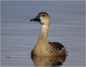 Whistling Duck