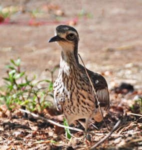 Bush Stone Curlew