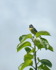 Blue tit