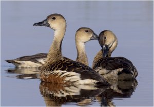 Wandering Whistling Ducks