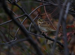 Emberiza chrysophrys