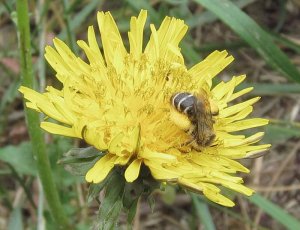 Halictus sp.