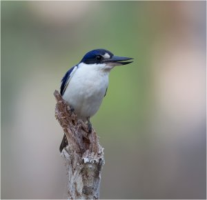 Forest Kingfisher