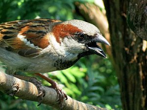 House Sparrow