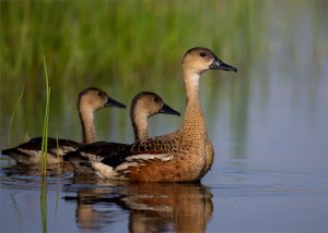 Wandering Whistling Ducks