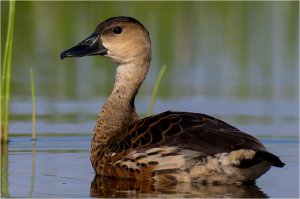 Wandering Whistling Duck