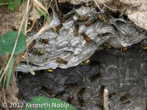 wasps' nest