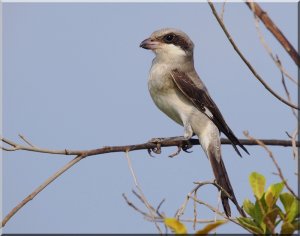 i am a fearsome shrike