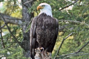 Mature Majestic American Bald Eagle