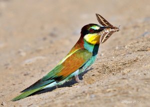 Shahlr - European Bee Eater