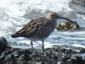 wading whimbrel