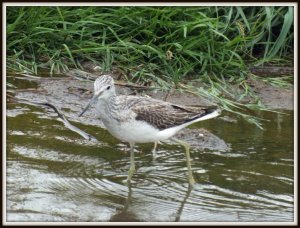 Greenshank