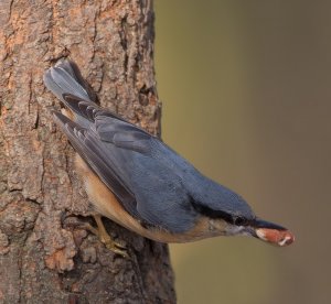 Nuthatch