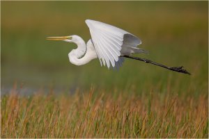 Egret