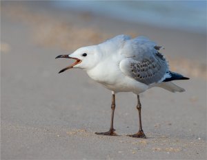 Juvenile Silver Gull