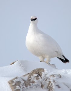 Ptarmigan