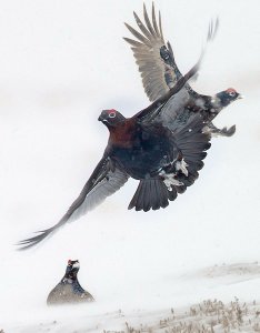 Red Grouse