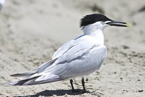 Sandwich Tern (breeding plumage)