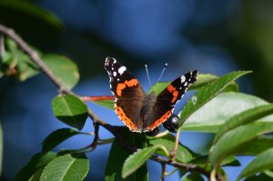 Red Admiral Feasting