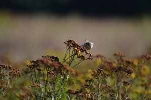 A Late Summer Scene