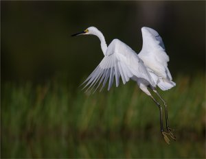 Egret