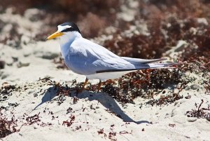 Least Tern (breeding plumage)