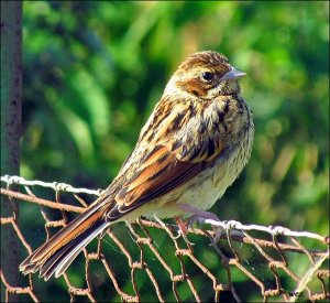 female reed bunting