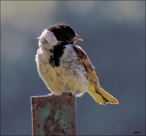 reed bunting