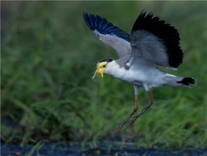 Masked Lapwing