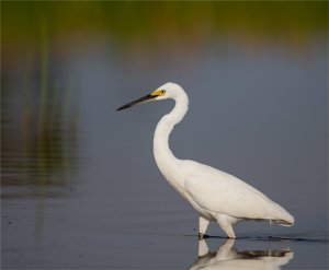 Egret